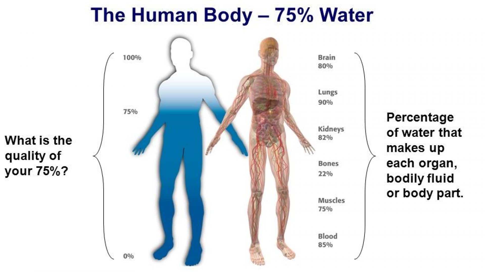 A human has over. Вода и человек. Functions of Water. Function Water in Human body. Water in body.